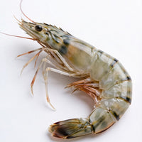 Tiger Prawn
